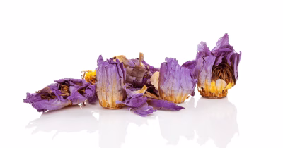 Blauwe Lotus Ceremonie